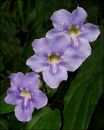 " Morning Glory"